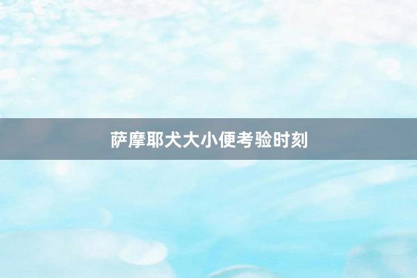 萨摩耶犬大小便考验时刻